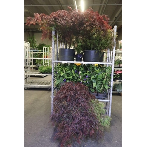 Acer Pa Garnet
