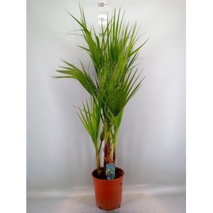 Washingtonia filifera