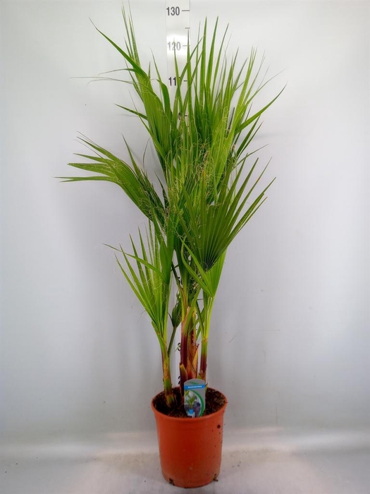 <h4>Washingtonia filifera</h4>