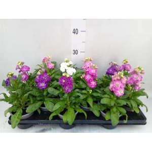 Matthiola incana   ...