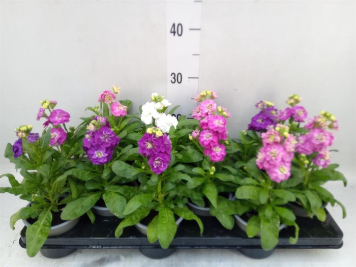 <h4>Matthiola incana   ...</h4>