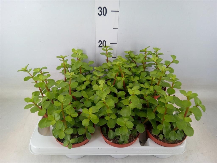 <h4>Portulacaria afra</h4>