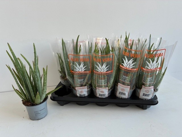 <h4>ALOE VERA</h4>