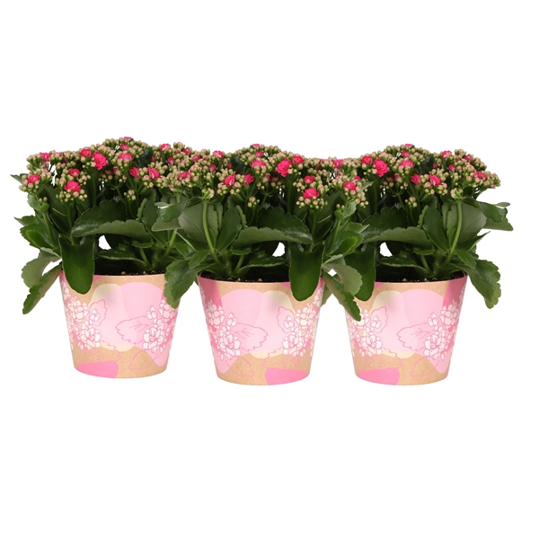 <h4>KP-849.1 RZ - Kalanchoe Rosalina in roze waterdichte smartcup</h4>