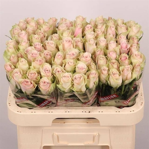 R GR PINK ATHENA