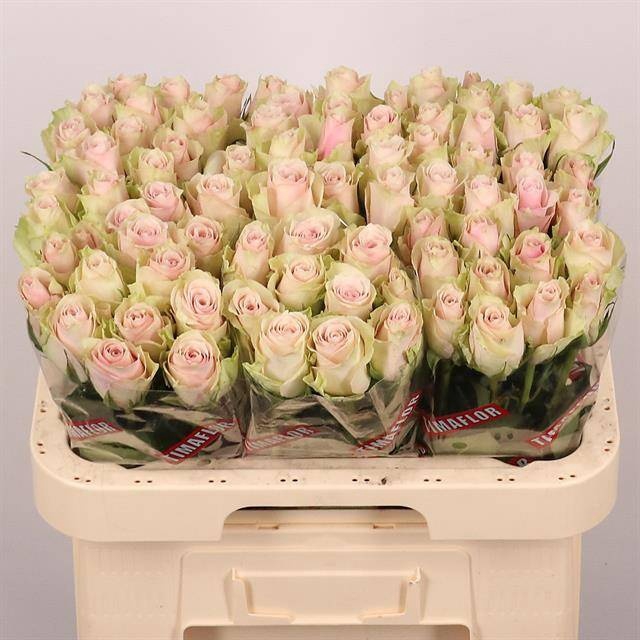 <h4>R GR PINK ATHENA</h4>