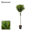 Laurus nobilis Spiraal stam