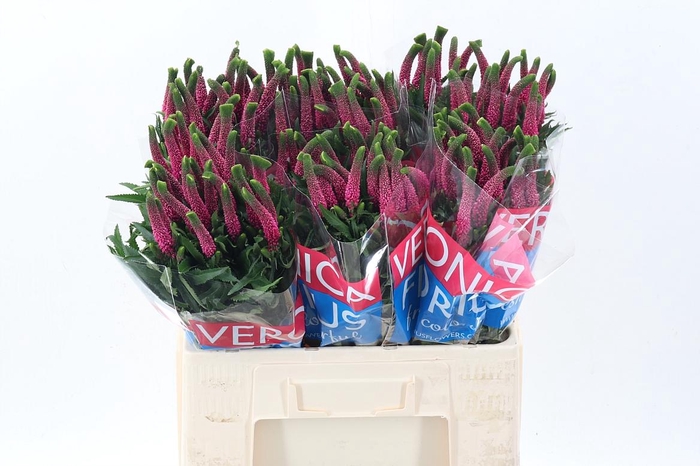 <h4>Veron Smart Iselle</h4>