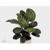 Calathea Roseo Picta (Decorum)