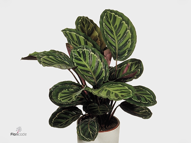 Calathea Roseo Picta (Decorum)