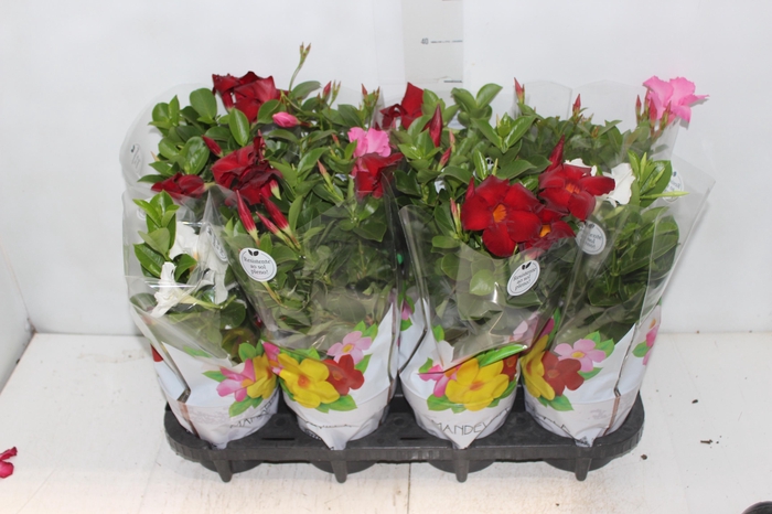 <h4>DIPLADENIA P15</h4>