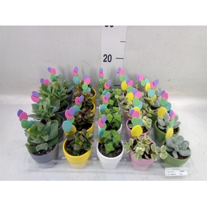 Succulents   ...mix 5