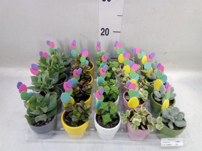 <h4>Succulents   ...mix 5</h4>