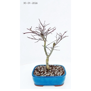 Acer palmatum deshojo, pot 22cm.