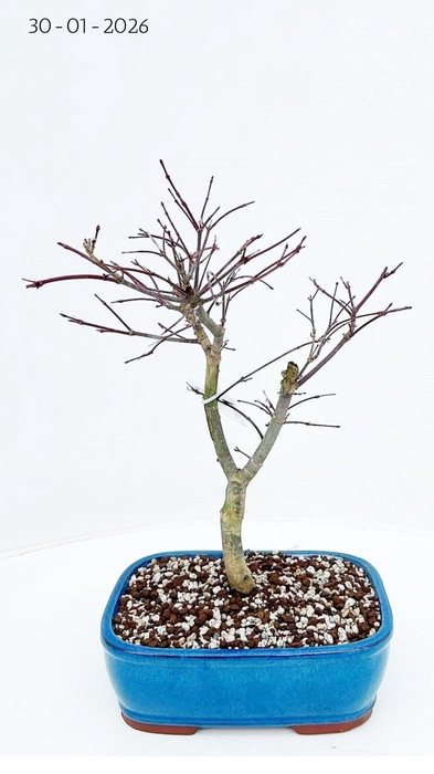<h4>Acer palmatum deshojo, pot 22cm.</h4>