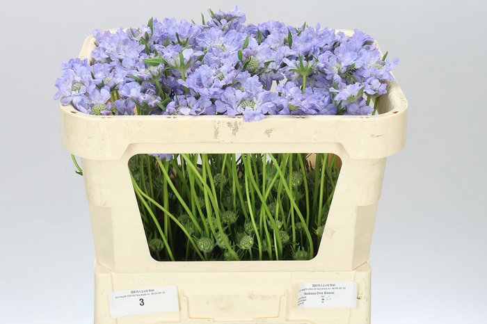 <h4>Scabiosa C Clive Greaves</h4>