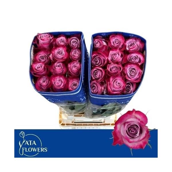 <h4>R gr Deep purple L7</h4>