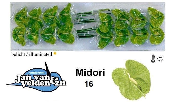 <h4>Anth A Midori</h4>