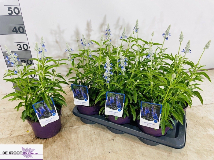 <h4>SALVIA FA SF D OCEAN</h4>