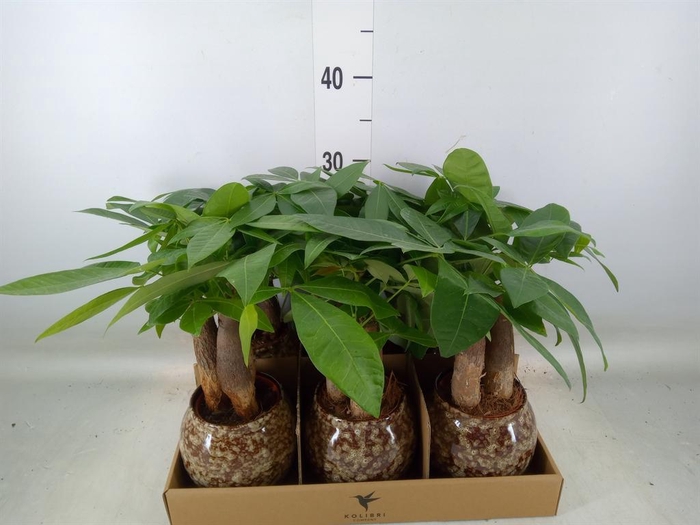 <h4>Pachira aquatica</h4>