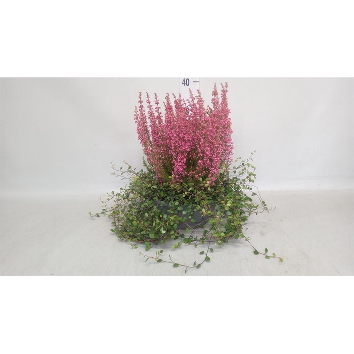<h4>Erica gracilis 'Bea Queen Sylvia'</h4>