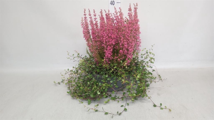 Erica gracilis 'Bea Queen Sylvia'