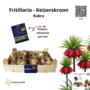 FRITILLARIA BOL