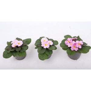 Primula Ac Obsidian Antique Rose