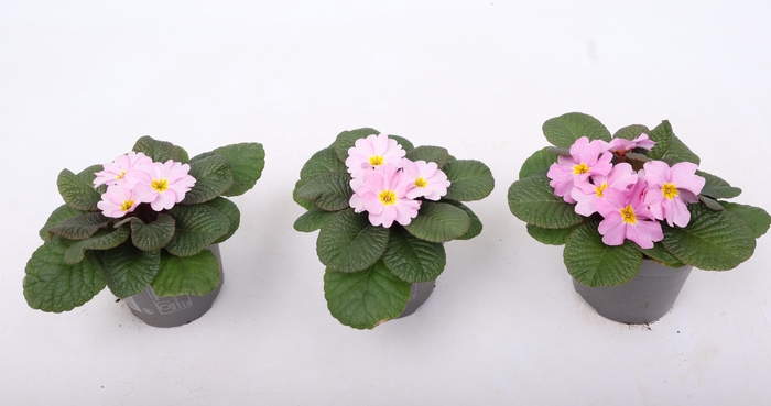 <h4>Primula Ac Obsidian Antique Rose</h4>