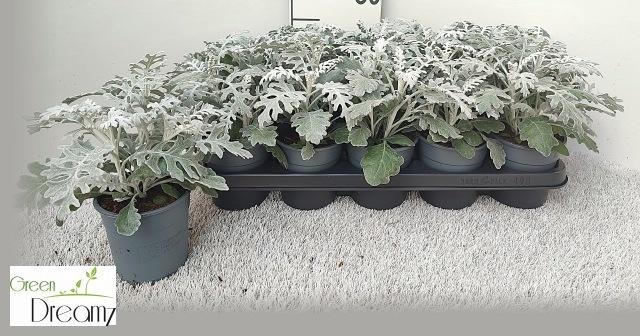 <h4>JACOBAEA MARITIMA</h4>