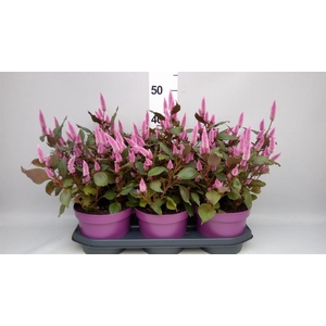 Celosia spic. 'Wild Pink'