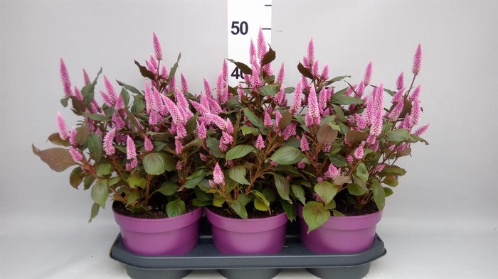<h4>Celosia spic. 'Wild Pink'</h4>