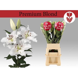 LI OR PREMIUM BLOND