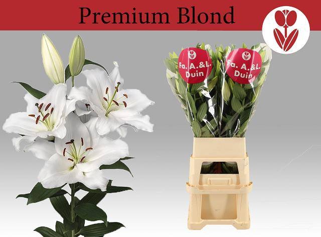 <h4>LI OR PREMIUM BLOND</h4>