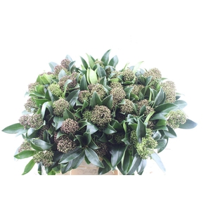 Skimmia J Frag Cloud Bs