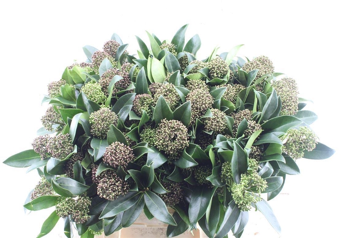 <h4>Skimmia J Frag Cloud Bs</h4>