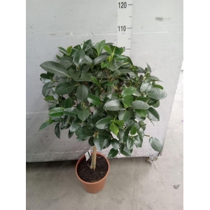 Ficus   ...