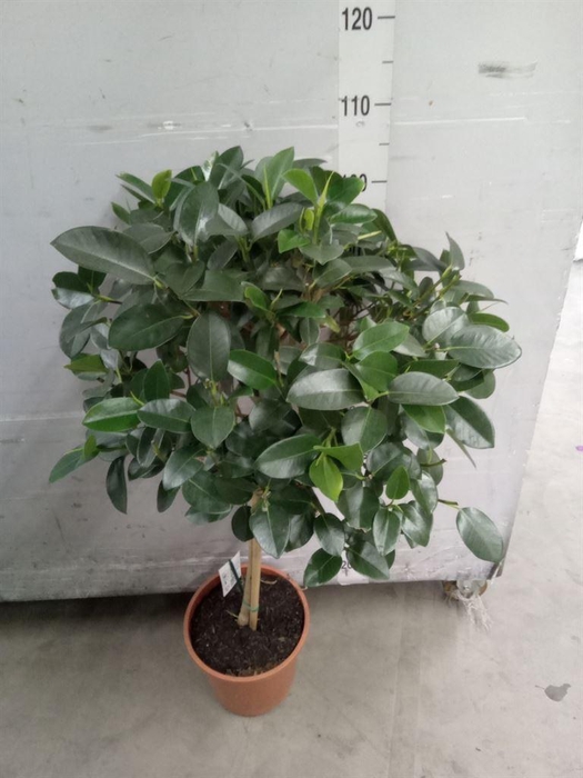 <h4>Ficus   ...</h4>