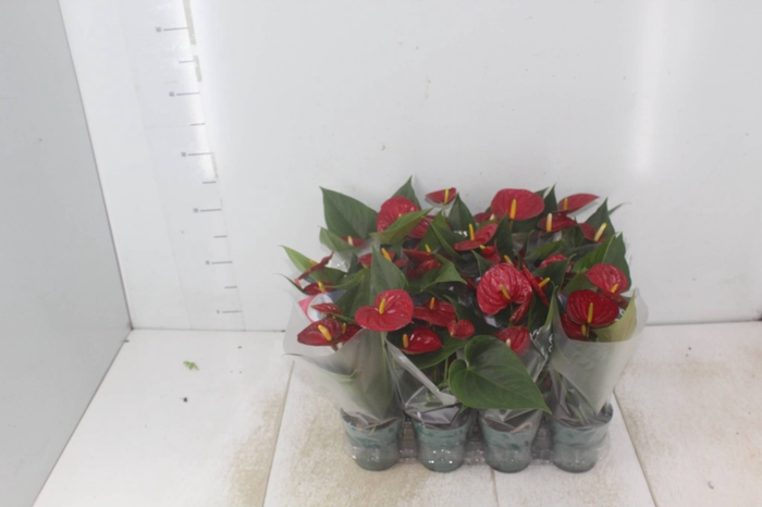 <h4>ANTHURIUM RED SUCCESS P09</h4>