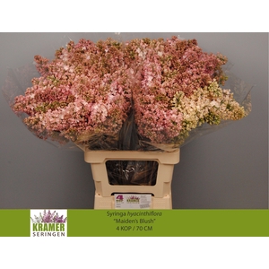 SYR HY MAIDENS BLUSH