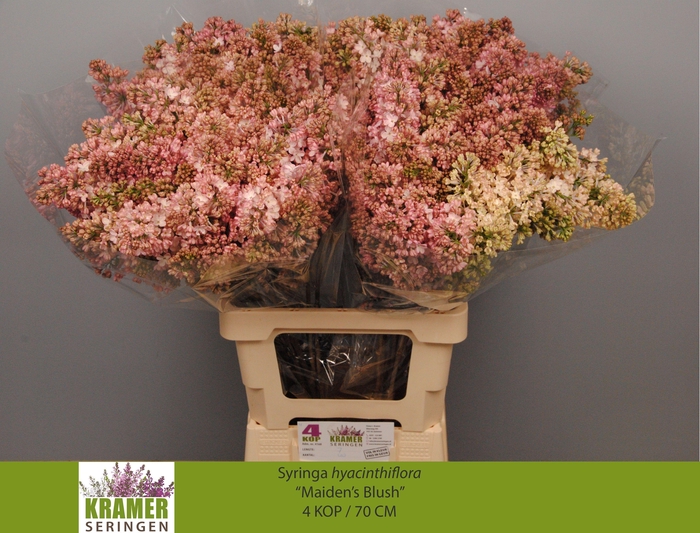 <h4>SYR HY MAIDENS BLUSH</h4>
