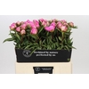 Paeonia Dr A Fleming