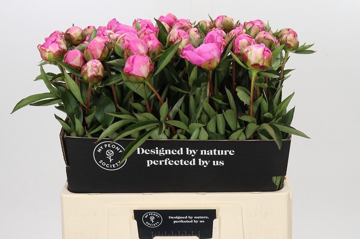<h4>Paeonia Dr A Fleming</h4>