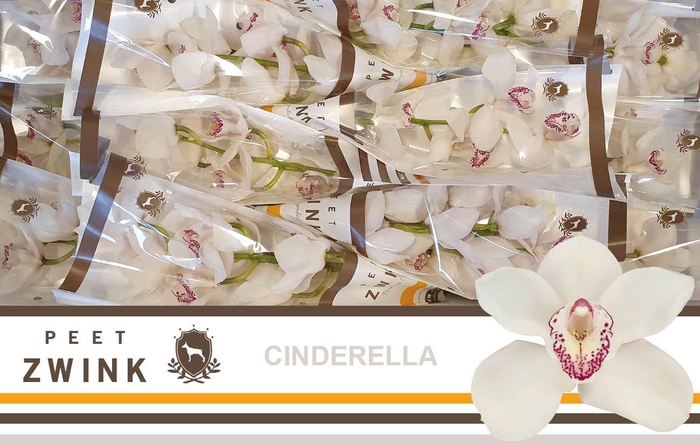 <h4>CYMB T CINDERELLA</h4>