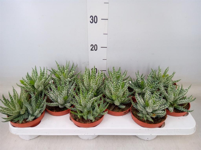 <h4>Aloe humilis</h4>