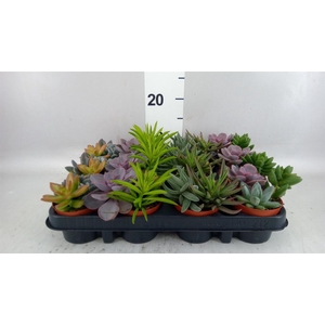 Succulents   ...