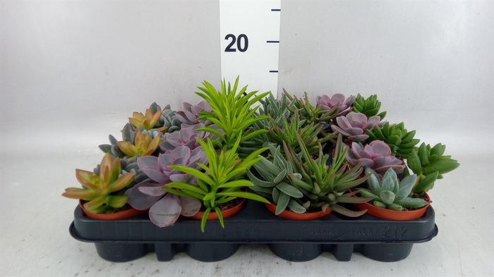<h4>Succulents   ...</h4>
