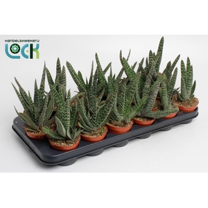 Gasteria Carinata Big Ben