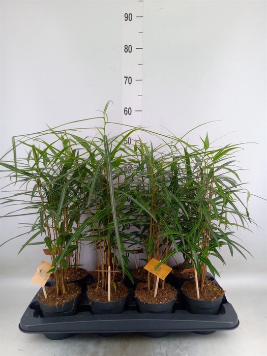 <h4>Brachychiton   ...</h4>