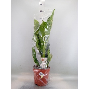 Dieffenbachia seg. 'Caiman'